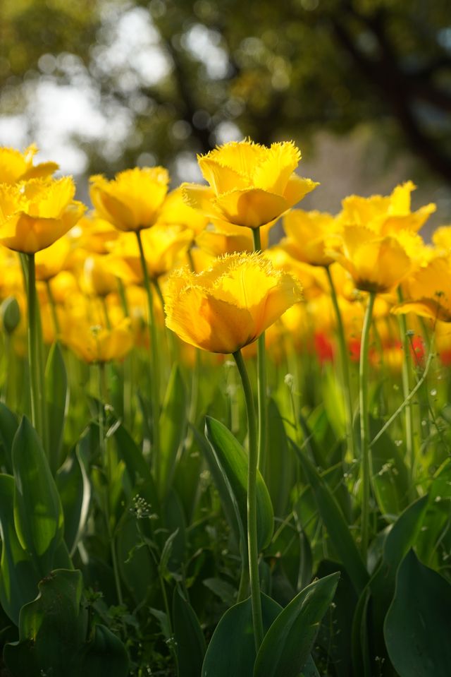 上海大寧公園的鬱金香已到盛花期