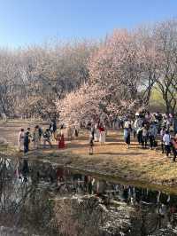 奧森桃花谷的桃花劫～