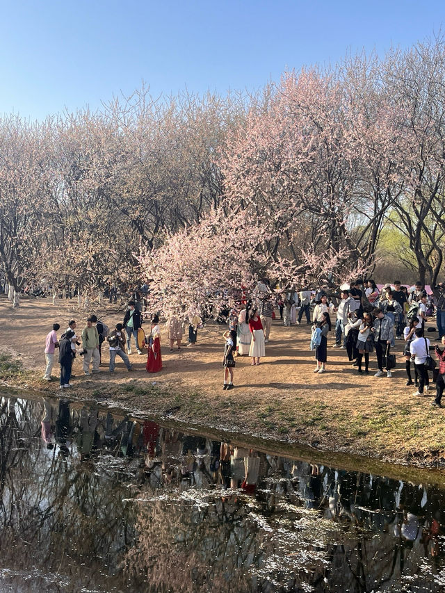 奧森桃花谷的桃花劫～
