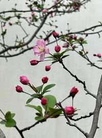 閘北公園更值得去拍春花的三大理由