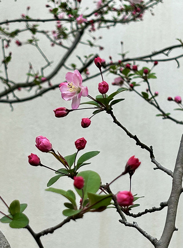 閘北公園更值得去拍春花的三大理由