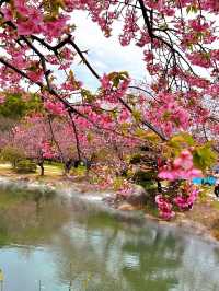 春日限定|無錫南禪寺+鼋頭渚賞櫻花攻略