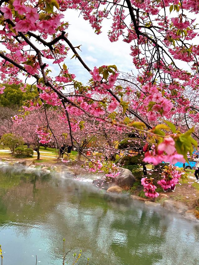 春日限定|無錫南禪寺+鼋頭渚賞櫻花攻略