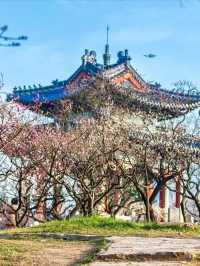 梅花山超全攻略 | 帶你玩轉絕美仙境