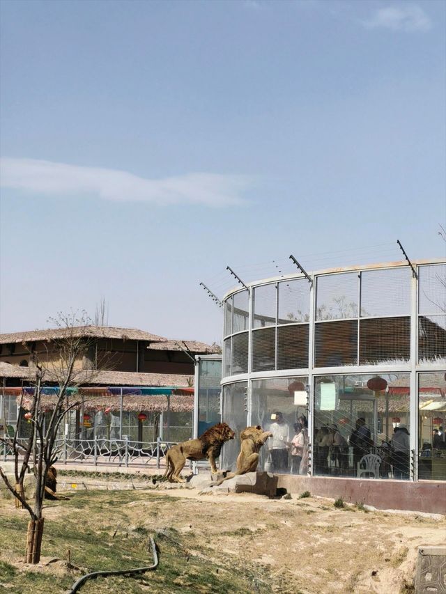 蘭州野生動物園攻略！看萌獸逛海洋，親子遊必打卡