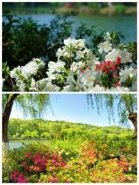 西湖賞花｜孤山公園杜鵑花滿開啦4月17日杭州剛回