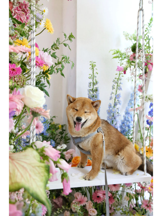 520倒數計時！帶毛孩看看寧波嘅花花世界！