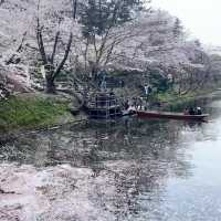 🌸仙台弘前公園｜追櫻成功！邂逅震撼全網的超絕櫻花雨！