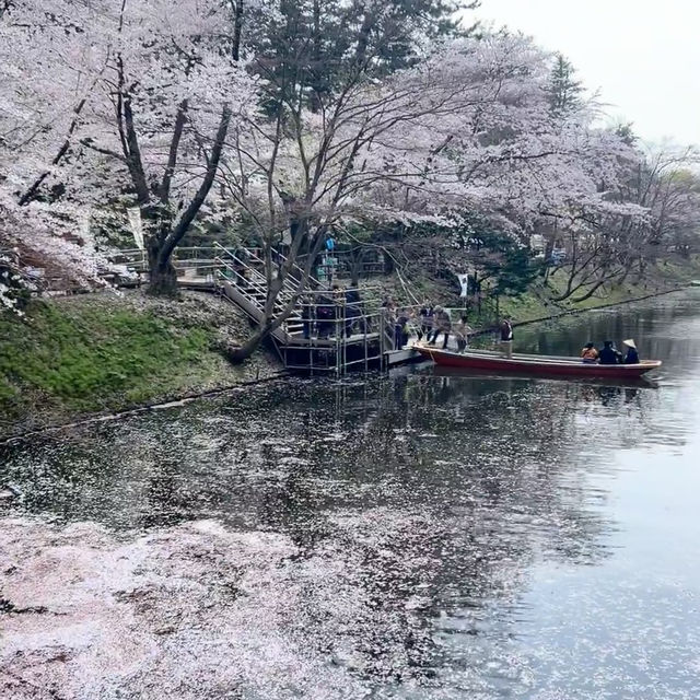 🌸仙台弘前公園｜追櫻成功！邂逅震撼全網的超絕櫻花雨！
