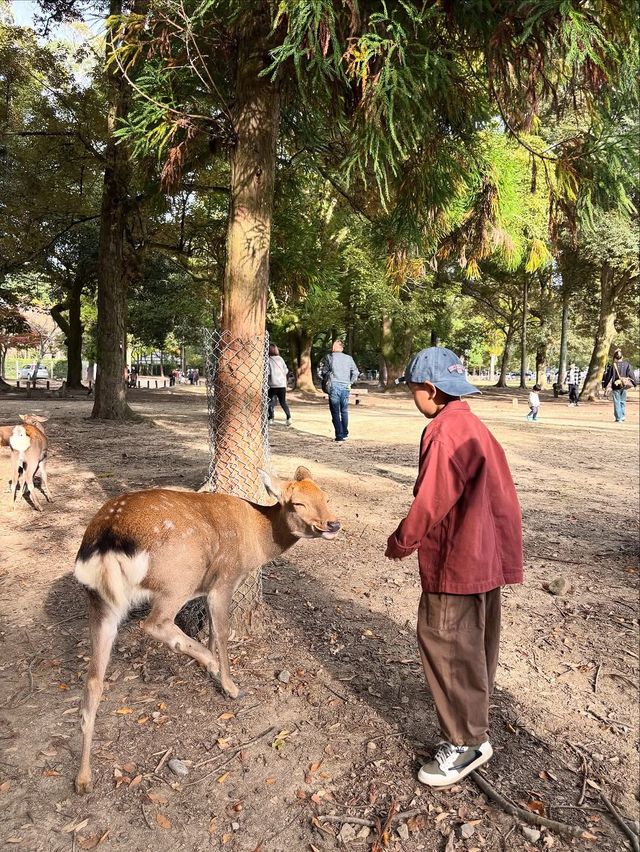 暑假推薦！京都奈良親子遊，餵小鹿坐火車