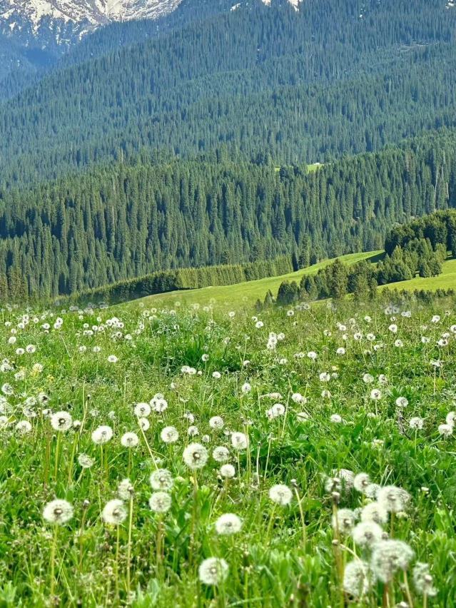 伊犁南疆19天大環線路線｜Trip.com 塔什庫爾幹