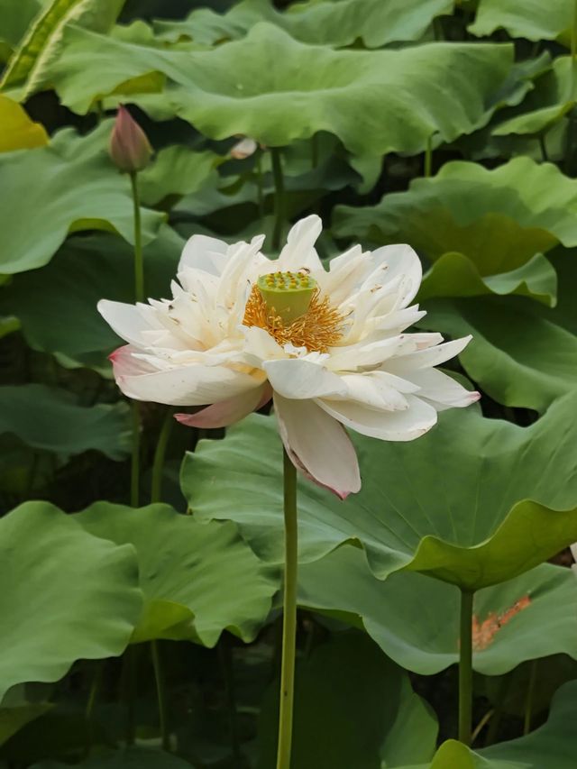 馬鳴村百畝荷塘｜夏天一齊嚟睇荷花啦~