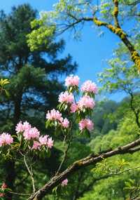 杜鵑花開時，我在阿納果等你！