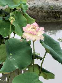 雨中漫遊圓明園，邂逅合歡花與荷花的詩意