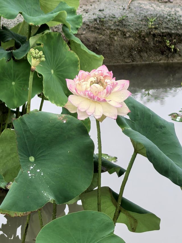 雨中漫遊圓明園，邂逅合歡花與荷花的詩意