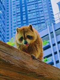 帶小朋友去動物園就啱晒！！！