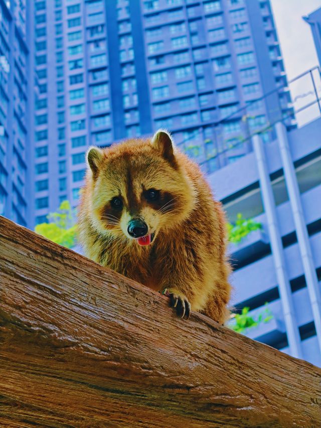 帶小朋友去動物園就啱晒！！！