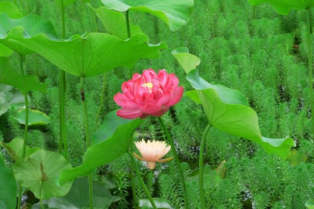 滿池荷花與荷葉隨風搖曳