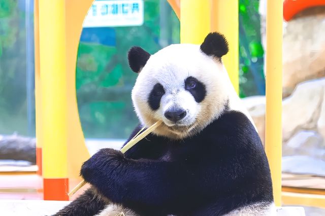 廣州長隆2日狂歡攻略｜帶上閨蜜衝就對了