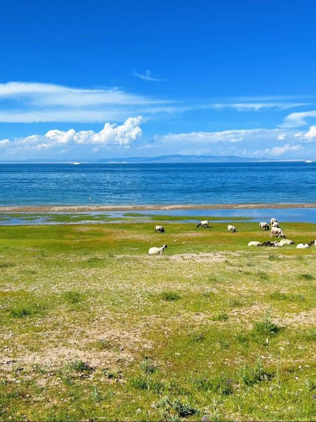 外地人去青海湖千祈唔好做呢啲事否則後悔莫及