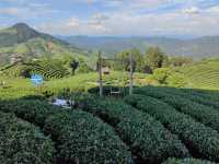 漫山茶香拍照聖地