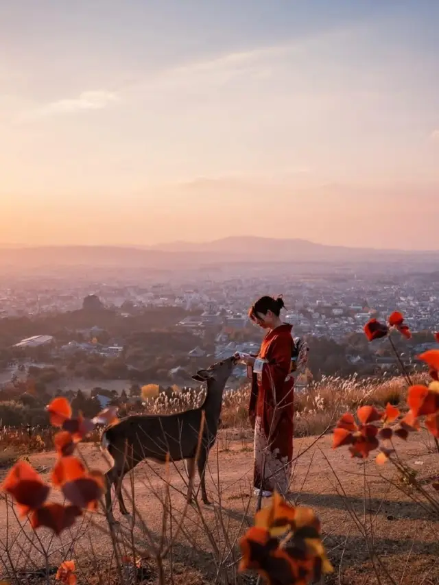Nara Autumn Foliage Season｜Keep This Stunning Maple Viewing Map