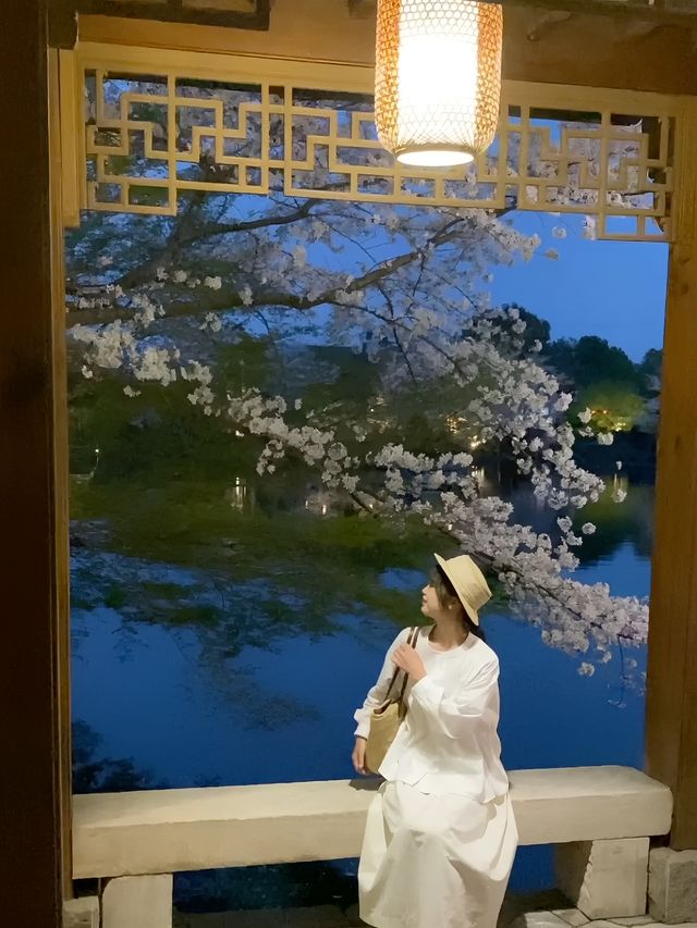 不愧是杭州的next level…夜櫻直接美到封神