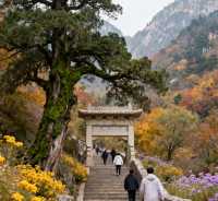 泰山初秋攻略 | 登高賞景正當時，雲海紅葉兩相宜！