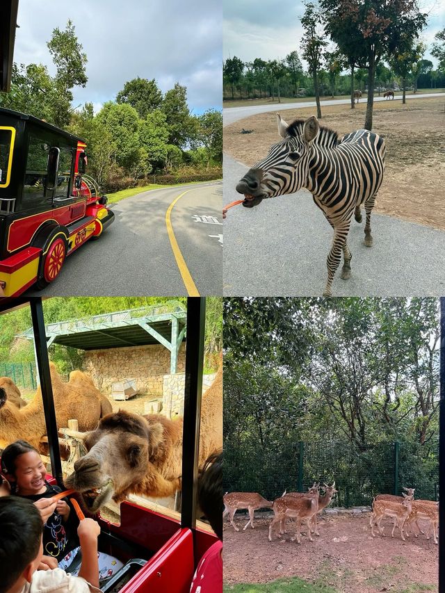 國慶節去哪玩｜來紫清湖野生動物世界與動物親密接觸吧！