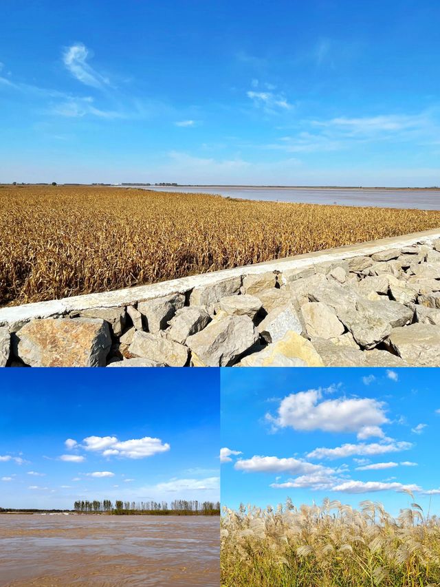 天津出發4小時，帶娃看「黃河入海流」奇觀，還能趕海抓螃蟹