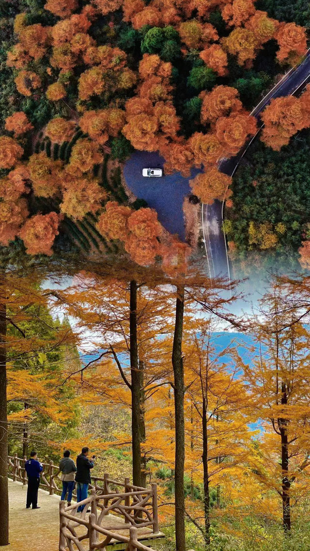 吸一口值千金！金錢松公園的秋天是天然氧吧