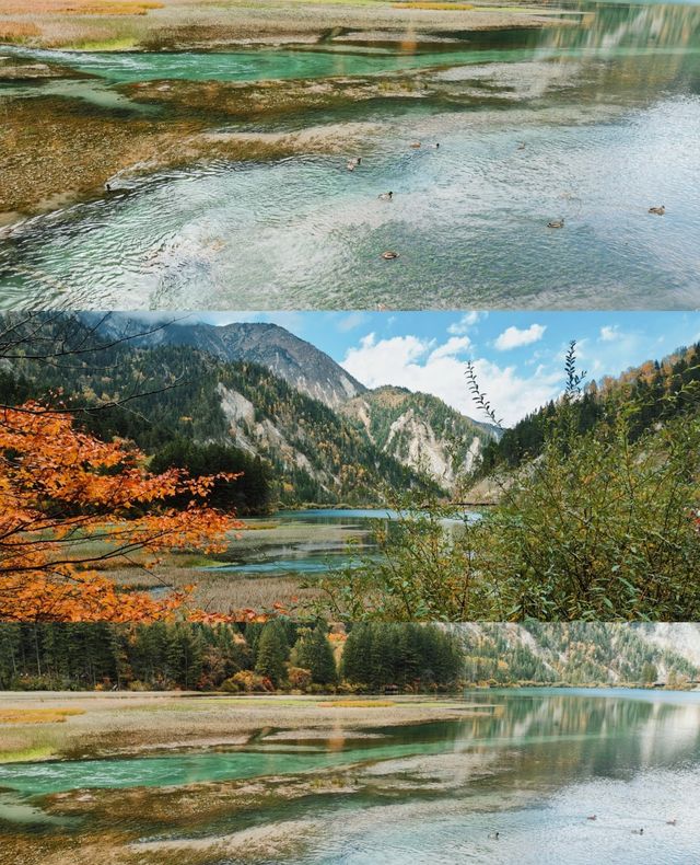 九寨溝彩林封神攻略｜10-11月顏值巔峰，錯過等一年的油畫