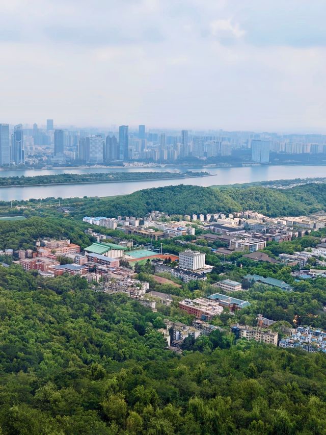 帶小學課本爬嶽麓山，在愛晚亭讀懂了楓林晚