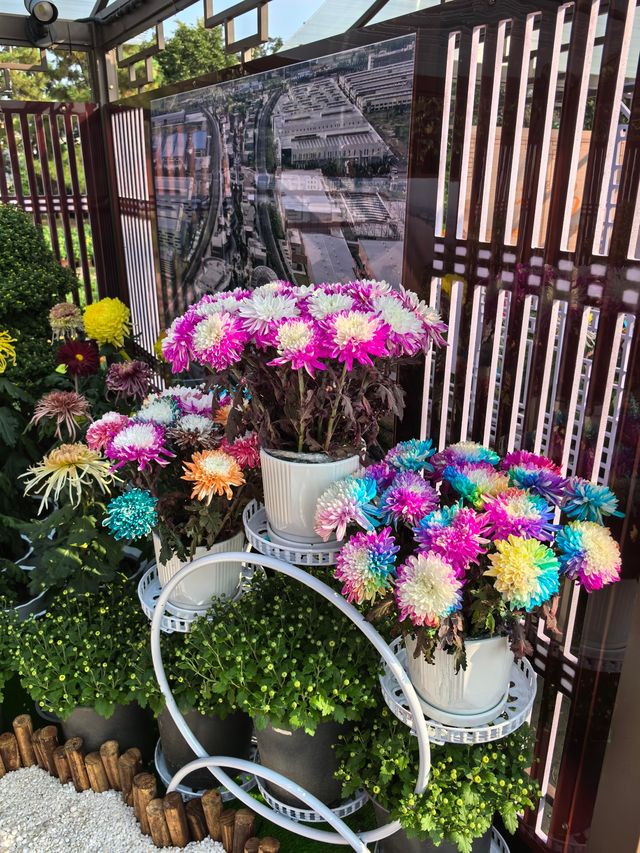 開封賞菊攻略2025年絕美菊花盛宴速來打卡！