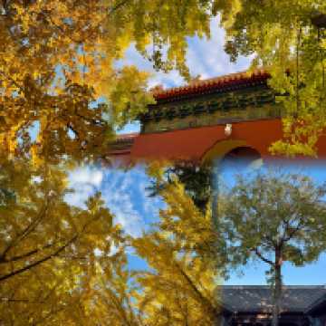 北京絕美秋日暴走路線胡同Citywalk+中山公園賞銀杏