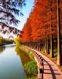 打卡唐風秋韻|邂逅城市邊的詩意與溫柔|收穫滿滿的治癒與快樂