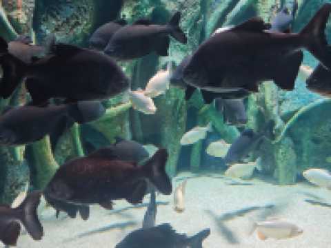 深圳海底世界必打卡~小梅沙海洋館