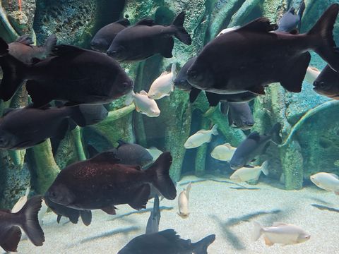 深圳海底世界必打卡~小梅沙海洋館 深圳海底世界必打卡~小梅沙海洋館