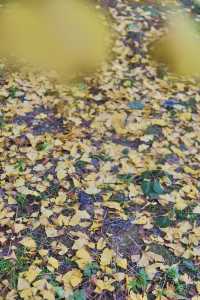 走進韶關帽子峰，彷彿踏入一幅金秋畫卷