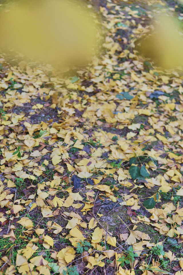 走進韶關帽子峰，彷彿踏入一幅金秋畫卷