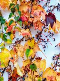 成都周邊必打卡絕美金黃銀杏林拍照攻略