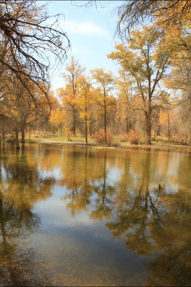 絕美秋色！在金塔胡楊林邂逅金色童話