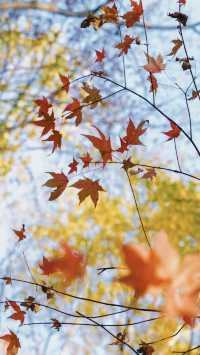 亞布力秋染五花山，暖居枕雪待晴光