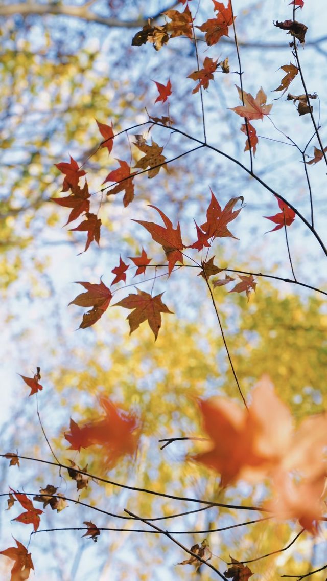 亞布力秋染五花山，暖居枕雪待晴光
