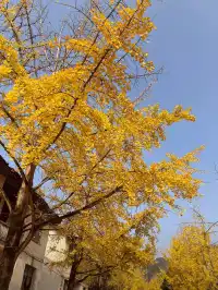 一葉知秋廣東省內只有這裡的銀杏蕞美