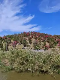 南灣花鎮，一定要來！！！