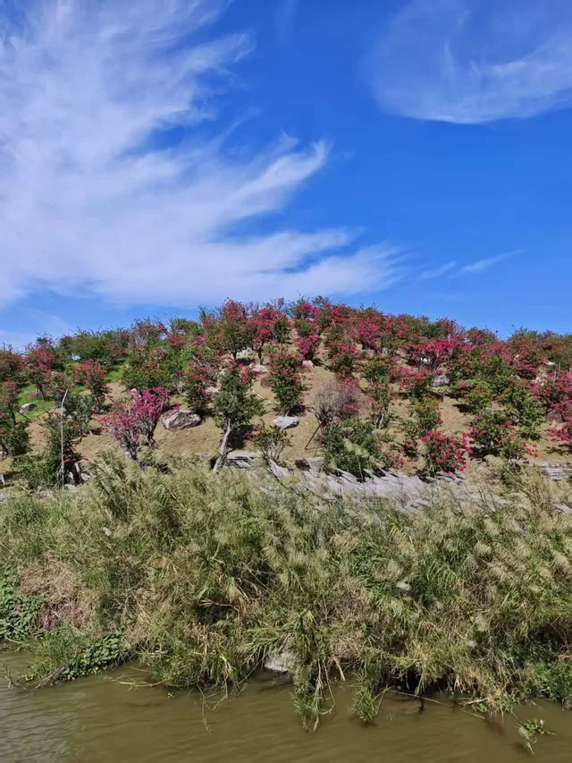 南灣花鎮，一定要來！！！