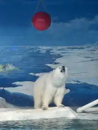 天津海洋極地公園｜必看四大海洋秀