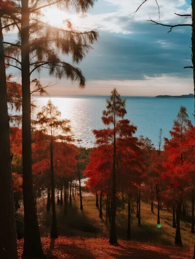 Complete Guide to Shenzhen's Family-Friendly Mangroves! Unlock 5 Major Wetlands with Kids: Birdwatching + Sunset + Cycling