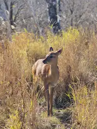 阿爾山國家森林公園